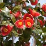 camelia