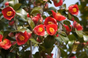 Camelia che non fiorisce: l'errore di luglio che blocca i boccioli per un anno intero camelia