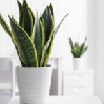 casa sansevieria