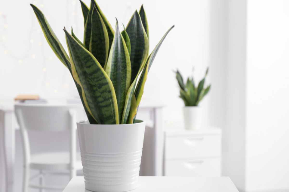 Sansevieria: le 7 varietà più belle (e come riconoscerle dalle foglie, perché molti le confondono) casa sansevieria