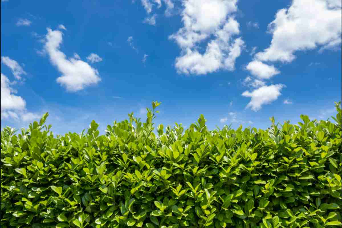 Siepi bassa manutenzione: 6 varietà sempreverdi che i giardinieri comunali usano nei parchi pubblici (e costano meno di 15 euro) casa siepe sempreverde