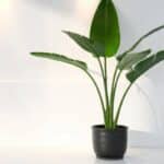 casa strelitzia