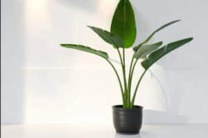 Strelitzia in casa da 5 anni e nessun fiore? Il vivaista svela l'errore che tutti fanno con il vaso casa strelitzia