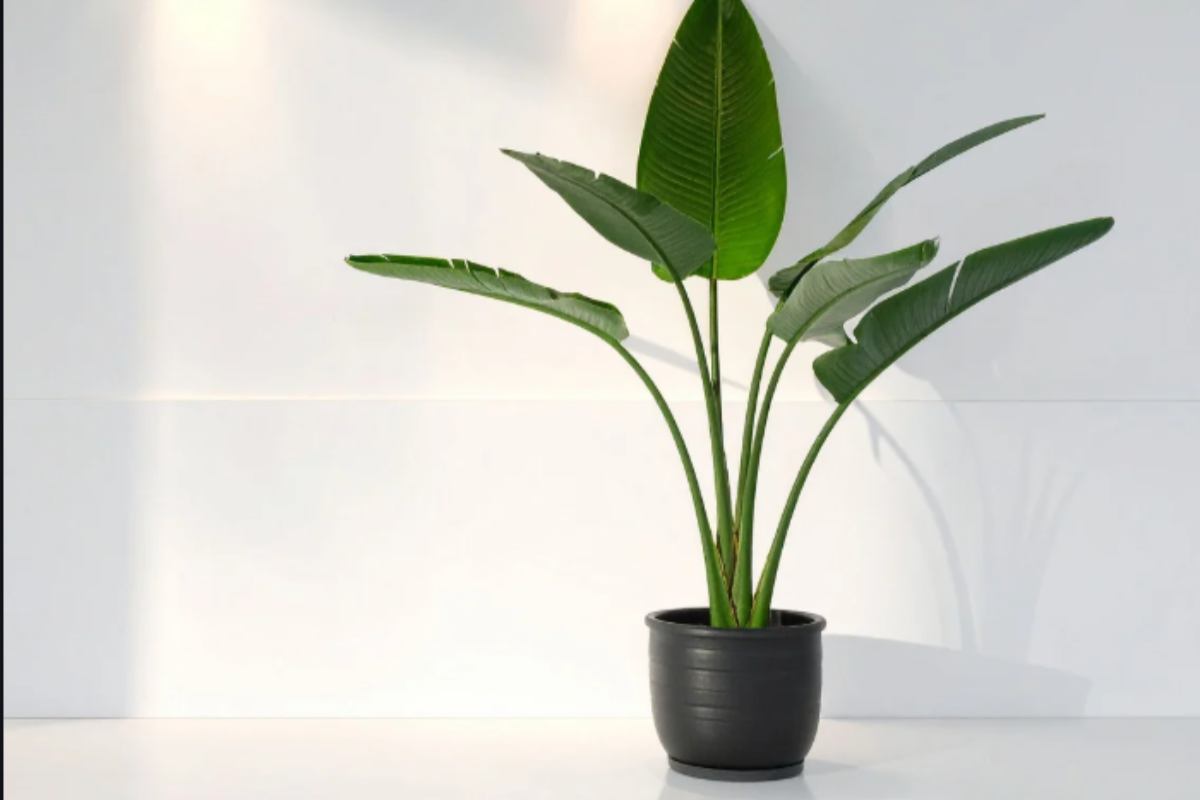 Strelitzia in casa da 5 anni e nessun fiore? Il vivaista svela l'errore che tutti fanno con il vaso casa strelitzia