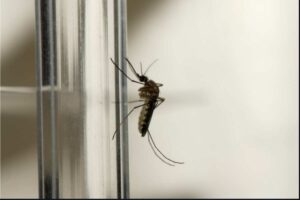 Zanzare in casa: i tre punti nascosti che i disinfestatori ispezionano sempre in bagno e cucina casa zanzare