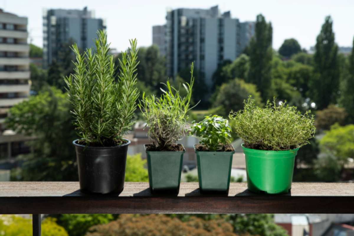 I bistrot francesi hanno sempre vasi di erbe aromatiche perfetti: i vivaisti toscani svelano lo schema esatto di composizione erbe aromatiche piante