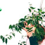Ficus Benjamin