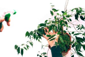 Ficus benjamin: la margotta aerea dei vivaisti che sembra magia (8 passaggi fotografici per duplicare la pianta in 60 giorni) Ficus Benjamin