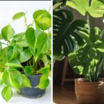 Filodendro Monstera