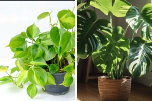 Filodendro Monstera