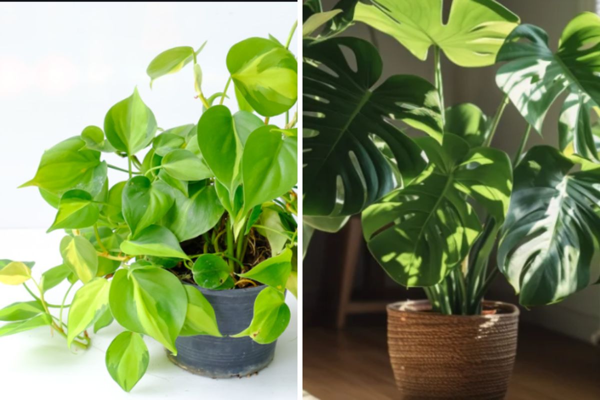 Filodendro Monstera