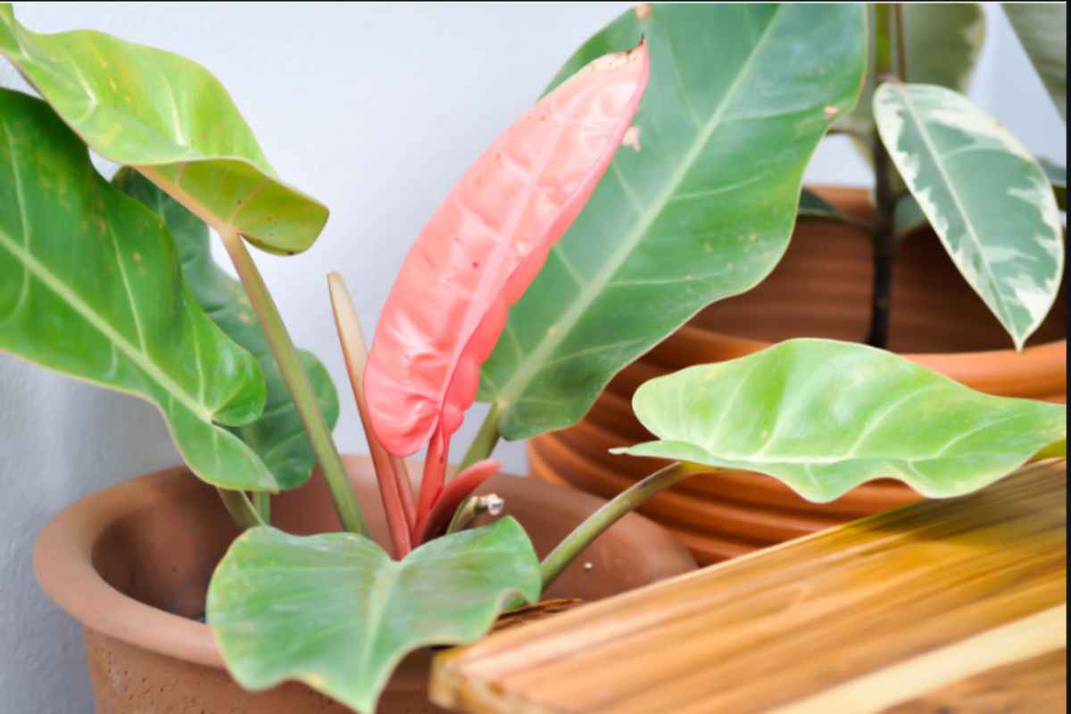 Hai comprato un Pothos ma il venditore ti ha dato un Filodendro: il dettaglio delle foglie nuove che rivela tutto filodendro