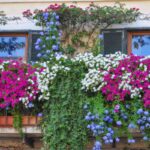 fiori cascata balcone