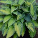 Hosta