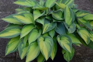 Hosta dei vivaisti: 7 interventi annuali che nessuno fa (le foglie restano perfette da marzo a novembre) Hosta