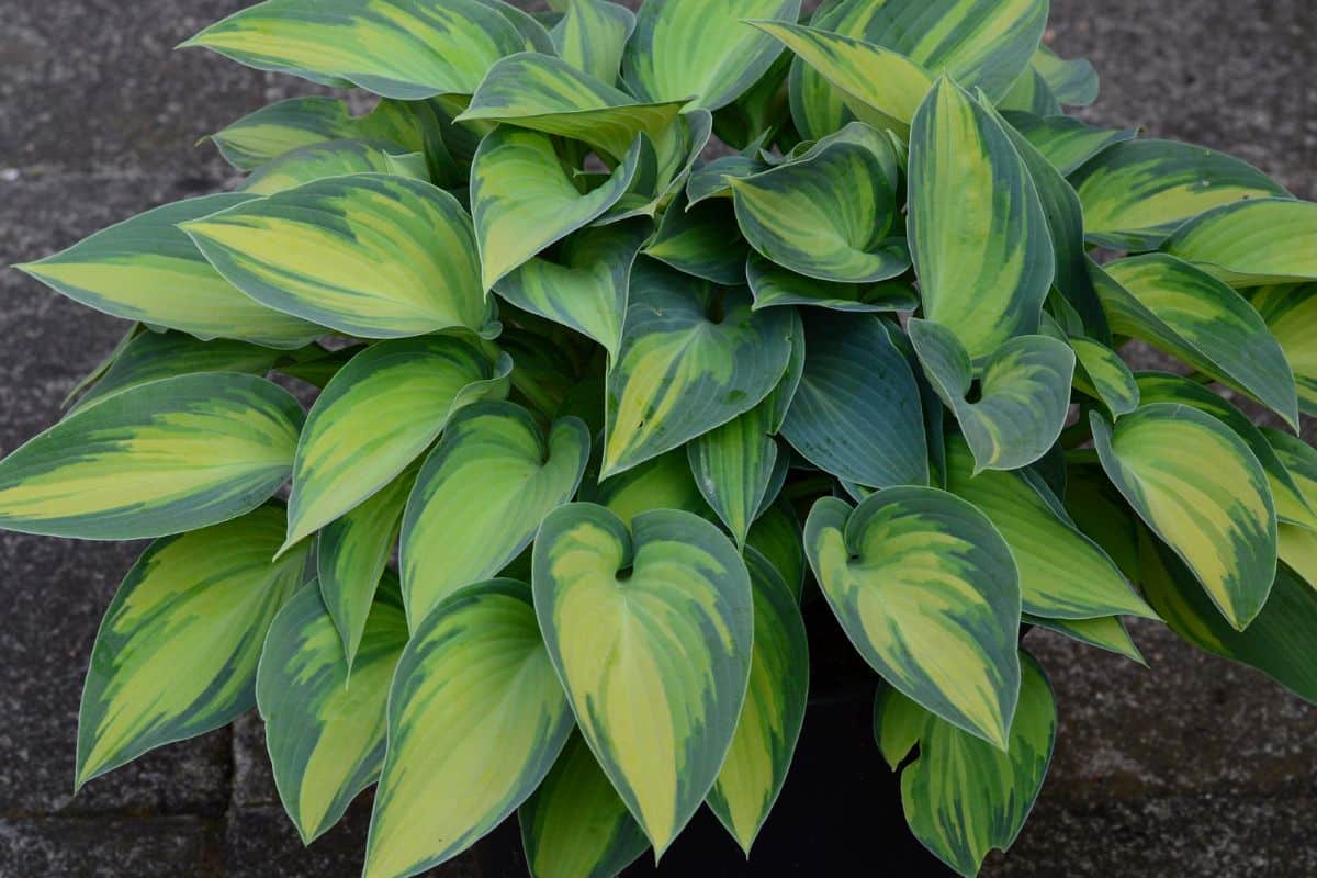 Hosta