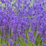 lavanda