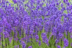 La lavanda che fiorisce fino a settembre esiste: 6 varietà che i vivaisti tengono per sé e nessuno conosce lavanda