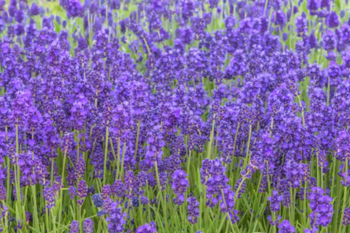 La lavanda che fiorisce fino a settembre esiste: 6 varietà che i vivaisti tengono per sé e nessuno conosce lavanda