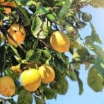 limoni pianta