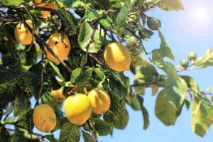 Limoni in vaso: perché cadono quando sono ancora verdi (e come salvare il raccolto) limoni pianta