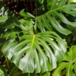Monstera