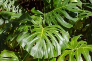 Monstera