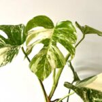 Monstera variegata