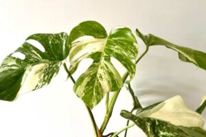 Monstera variegata