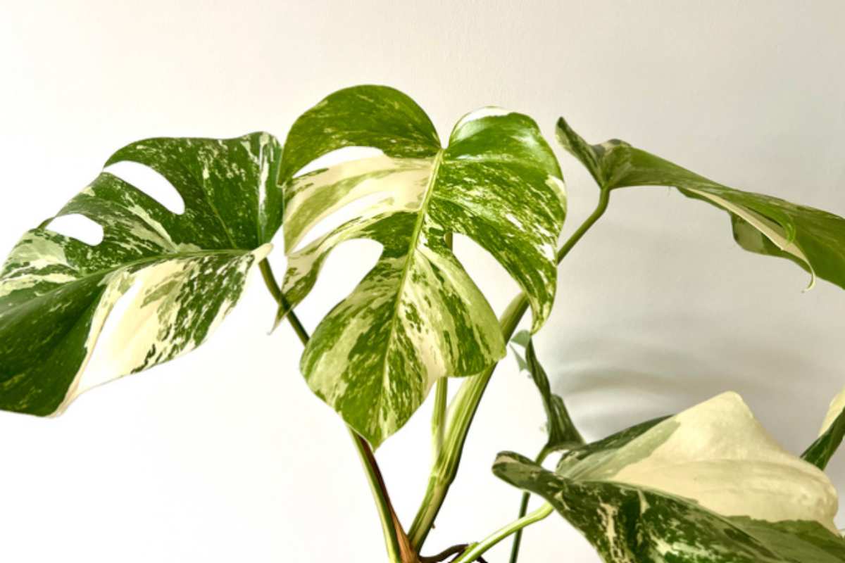 Monstera variegata