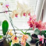 orchidee casa