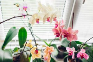 Le orchidee dei garden center rifioriscono tre volte l'anno: il calendario mensile dei vivaisti che nessuno ti dice orchidee casa