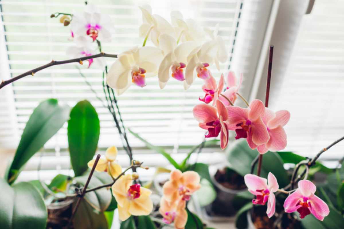 Le orchidee dei garden center rifioriscono tre volte l'anno: il calendario mensile dei vivaisti che nessuno ti dice orchidee casa