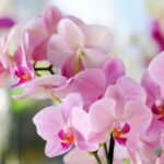 orchidee
