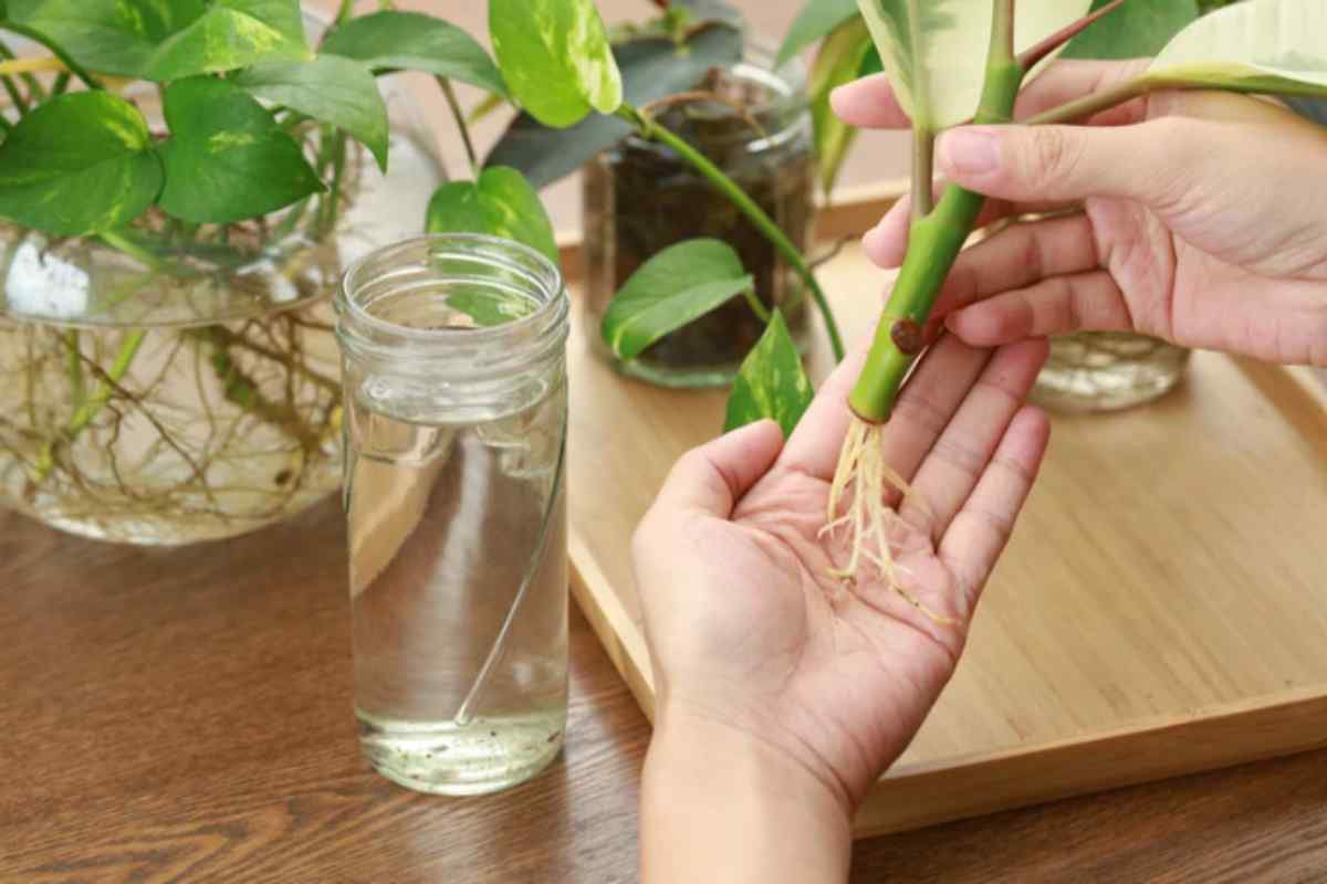 Talee in acqua o direttamente in terra? Ho fatto il test con 20 talee di Pothos — il risultato dopo 4 settimane ribalta tutto piante talea