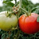 pomodori orto