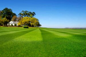 Il prato ha strisce chiare e scure dopo il taglio? Non è la lama: il greenkeeper rivela l'errore che fai senza accorgertene prato con strisce