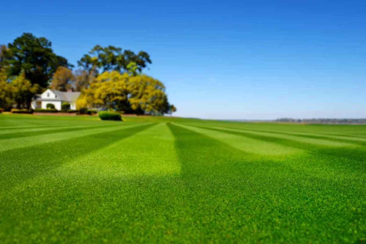 Il prato ha strisce chiare e scure dopo il taglio? Non è la lama: il greenkeeper rivela l'errore che fai senza accorgertene prato con strisce