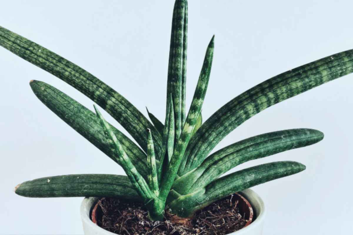 Sansevieria: le 7 varietà più belle (e come riconoscerle dalle foglie, perché molti le confondono) Sansevieria Cilindrica