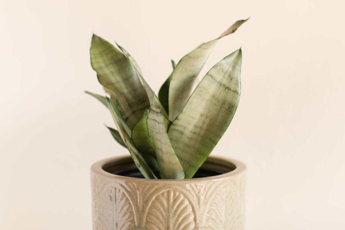 Sansevieria: le 7 varietà più belle (e come riconoscerle dalle foglie, perché molti le confondono) Sansevieria Trifasciata Moonshine