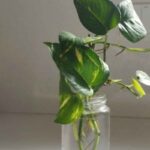 talea Pothos