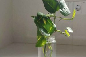 Ho fatto 20 talee dello stesso Pothos: 10 in acqua, 10 in terra. Dopo 60 giorni il risultato è inequivocabile talea Pothos