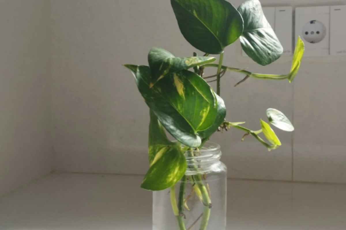 talea Pothos