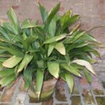 aspidistra