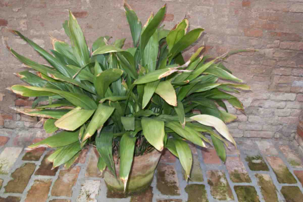 aspidistra