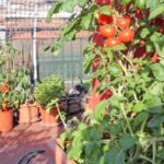 balcone piante rovinate