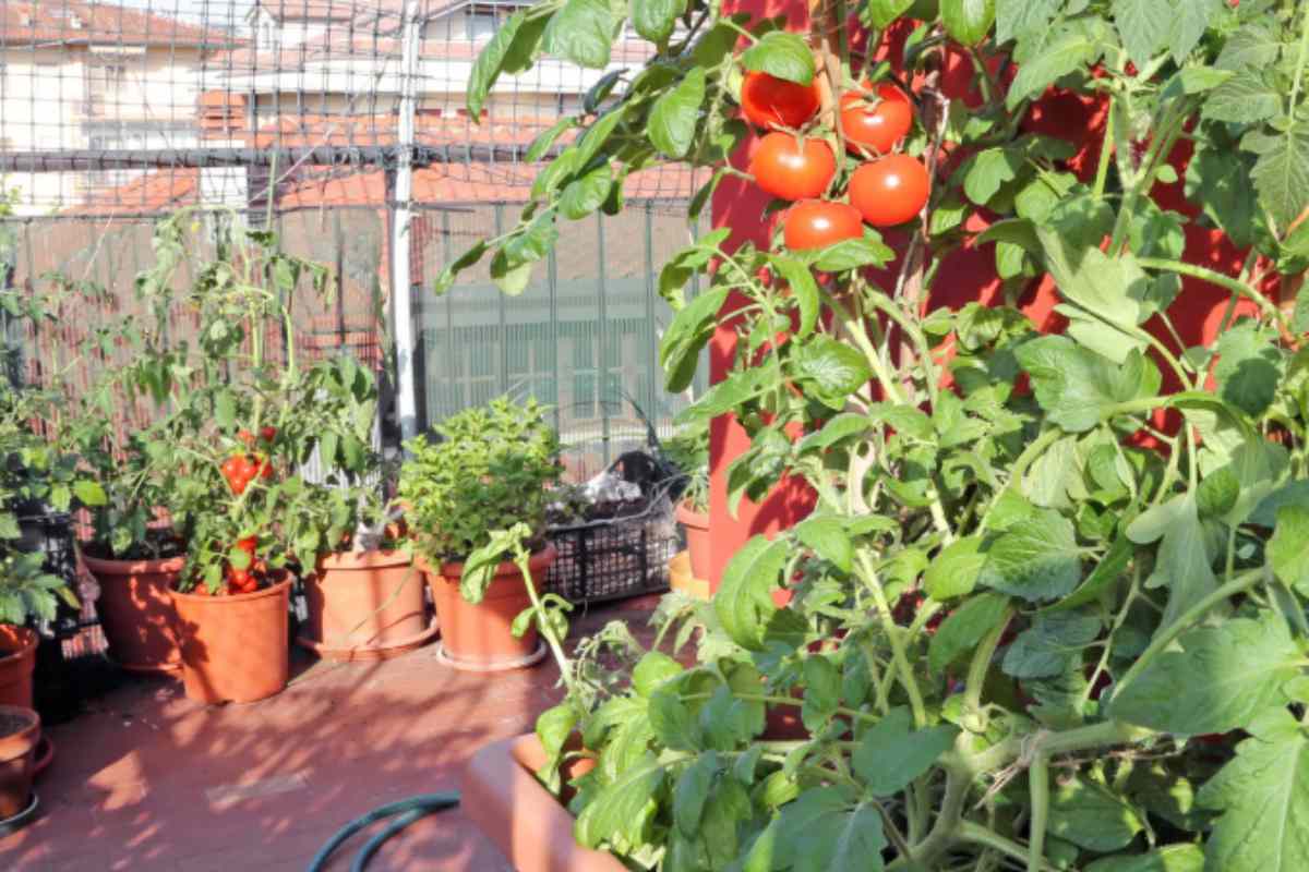 Torni dalle vacanze e trovi il balcone devastato: i vivaisti dicono che bastano quattro gesti nelle prime due ore per salvare tutto balcone piante rovinate