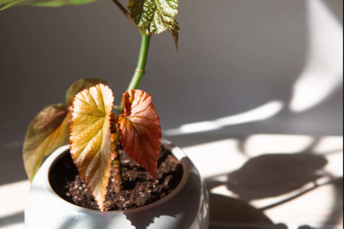 Begonie da appartamento: 4 varietà che fioriscono con poca luce (i consigli dei vivaisti) begonia corallina