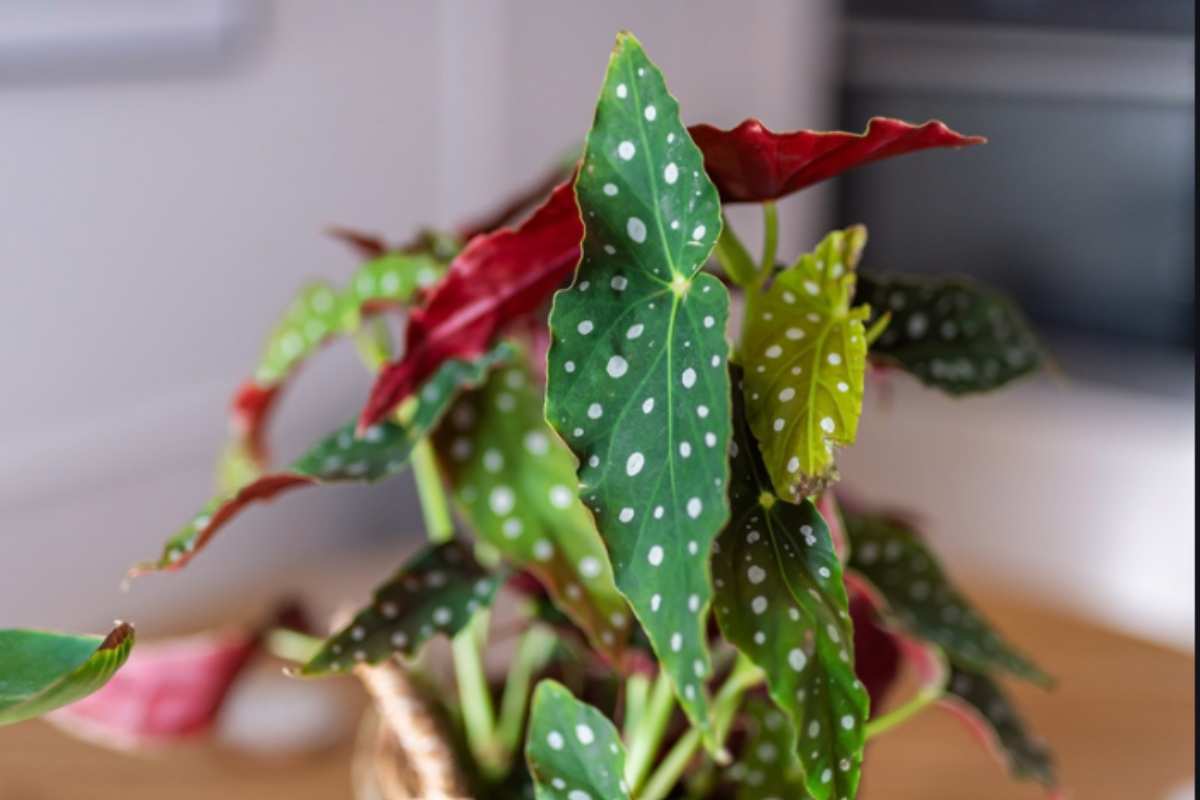 Begonie da appartamento: 4 varietà che fioriscono con poca luce (i consigli dei vivaisti) begonia maculata