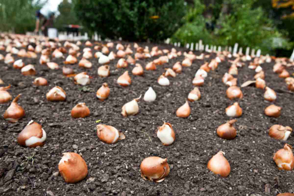 I giardinieri professionisti comprano già i bulbi autunnali ad agosto: quali scegliere adesso per avere fiori a ottobre bulbi orto
